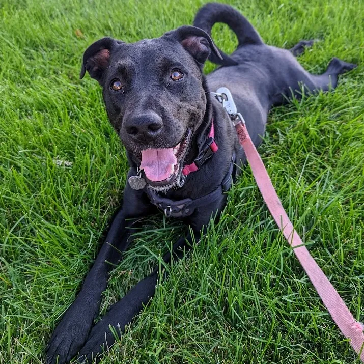 goofy black rescue mix dog named riley posing in the grass looking happy