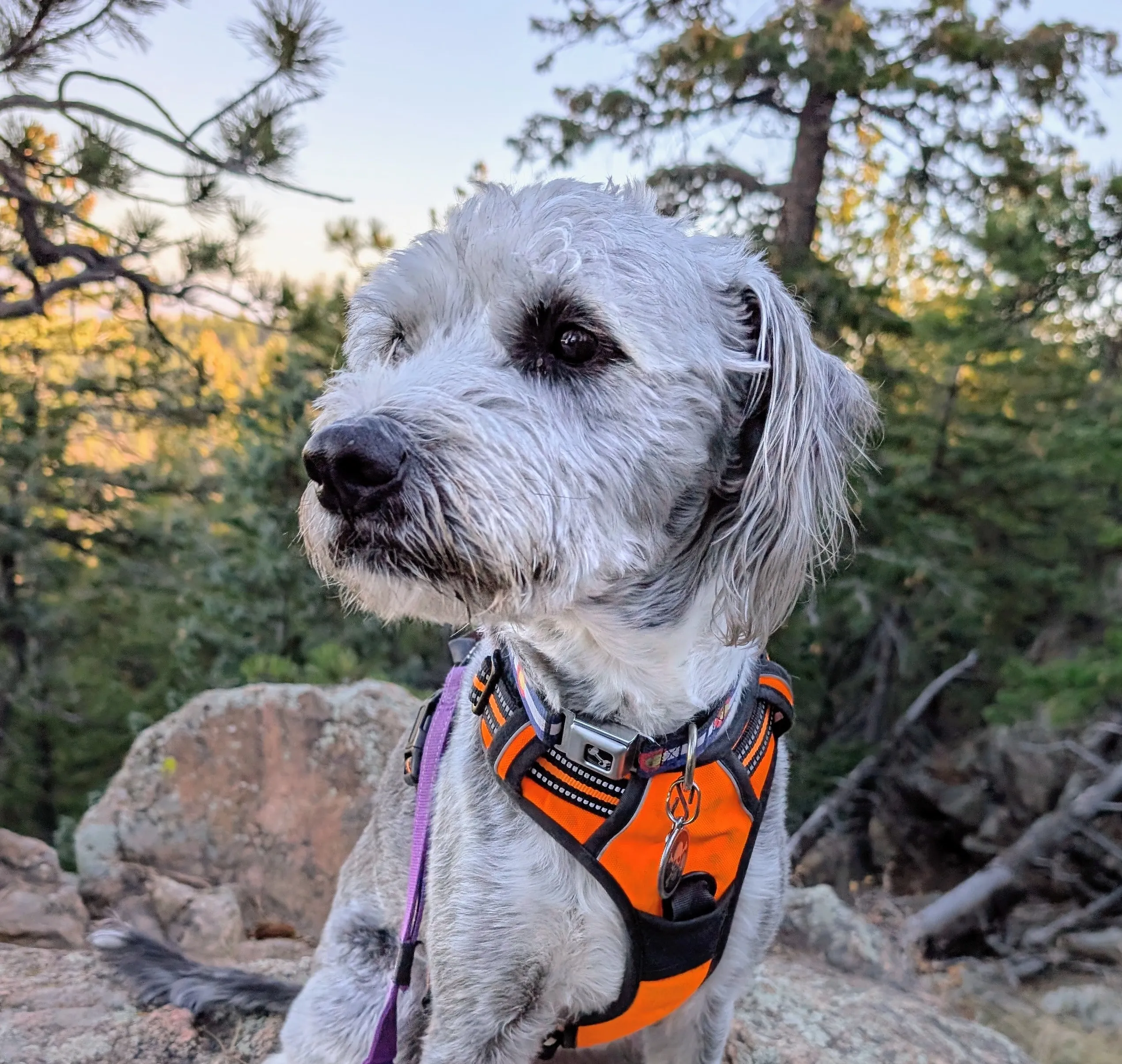 grey scruffy dog named archie on a forest hiking trail
