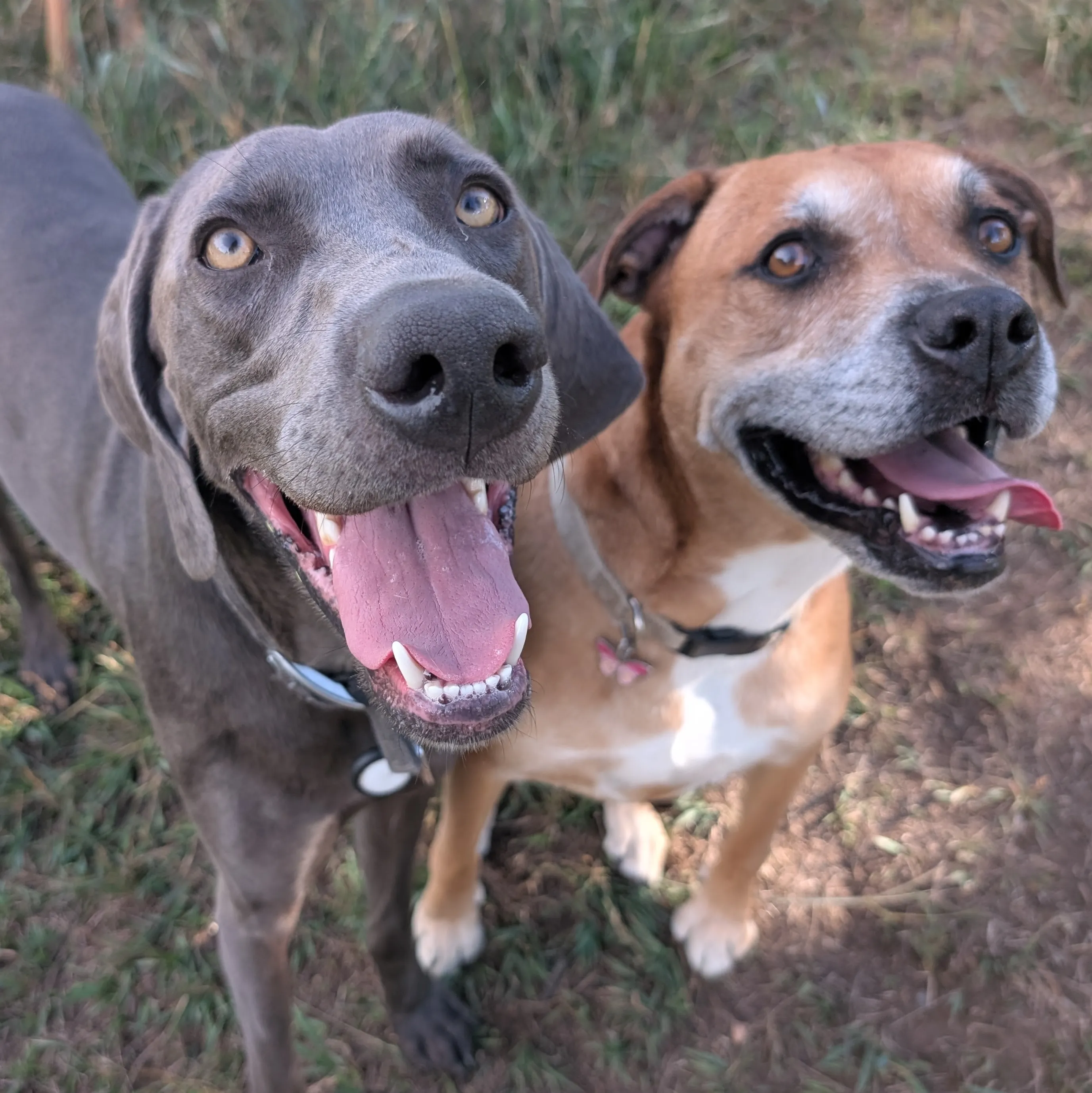 two happy dogs named bauer and blue looking up at the camera