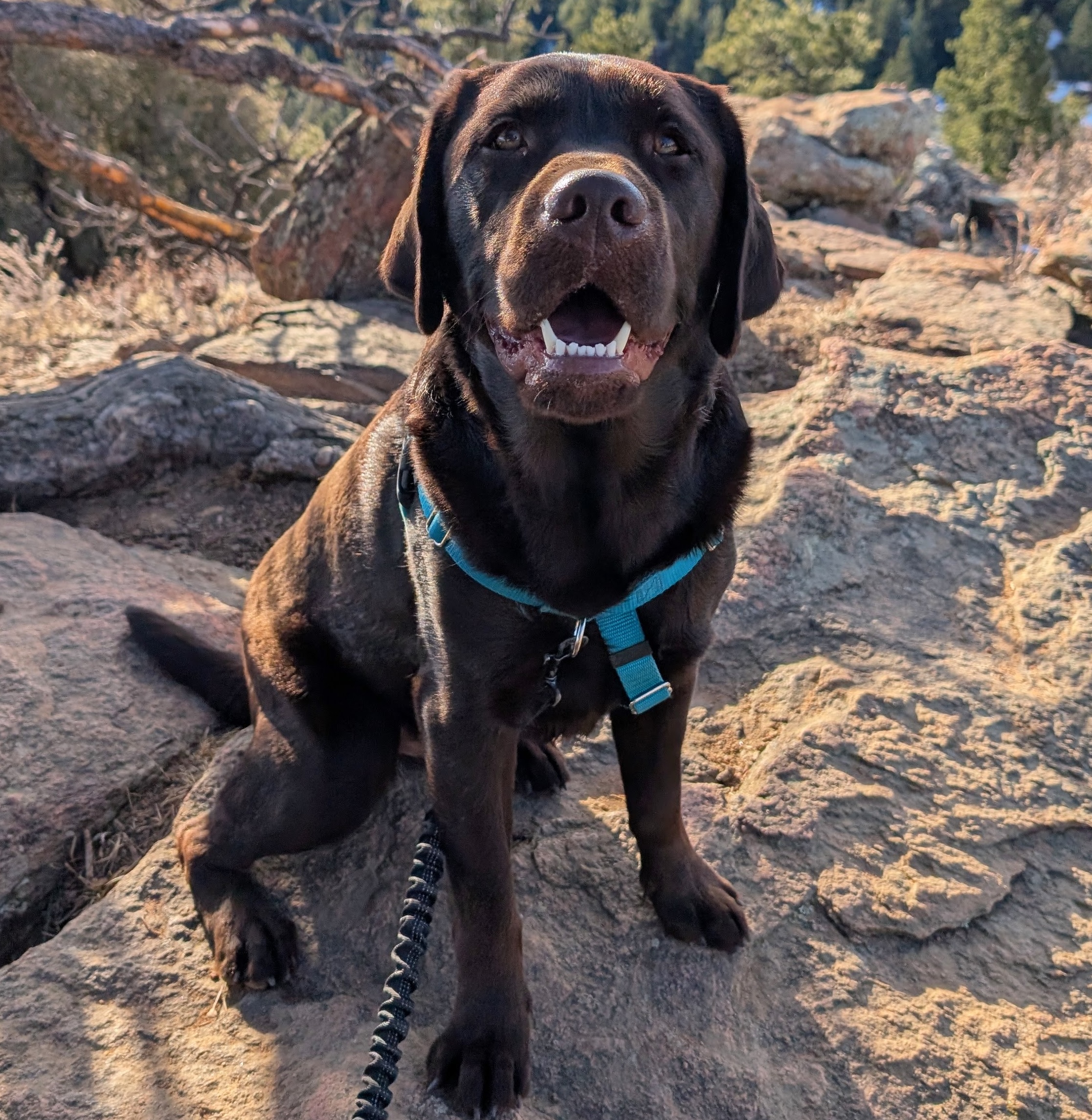 happy chocolate lab on a hike with barking bear