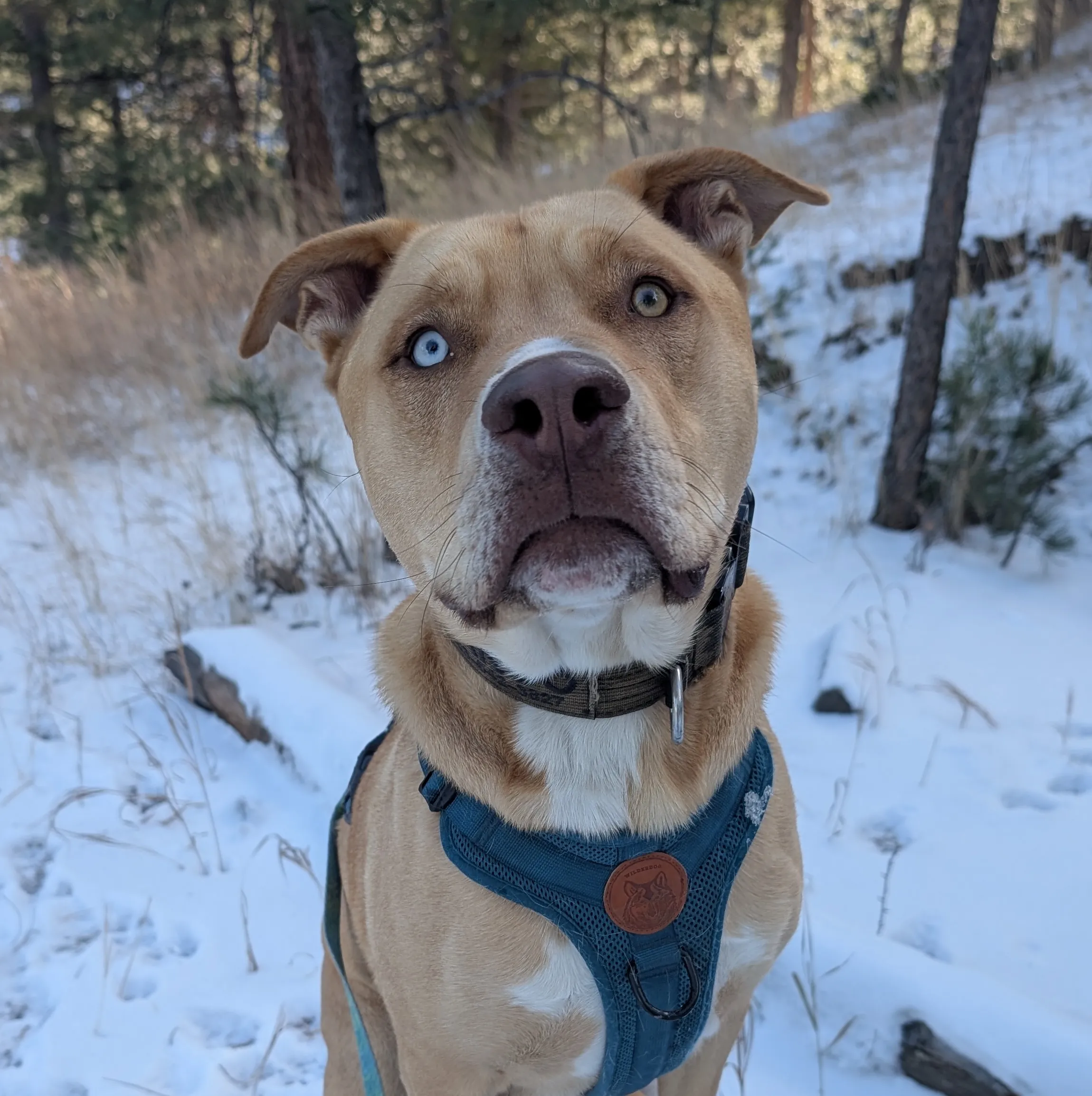 husky bully mix named jango