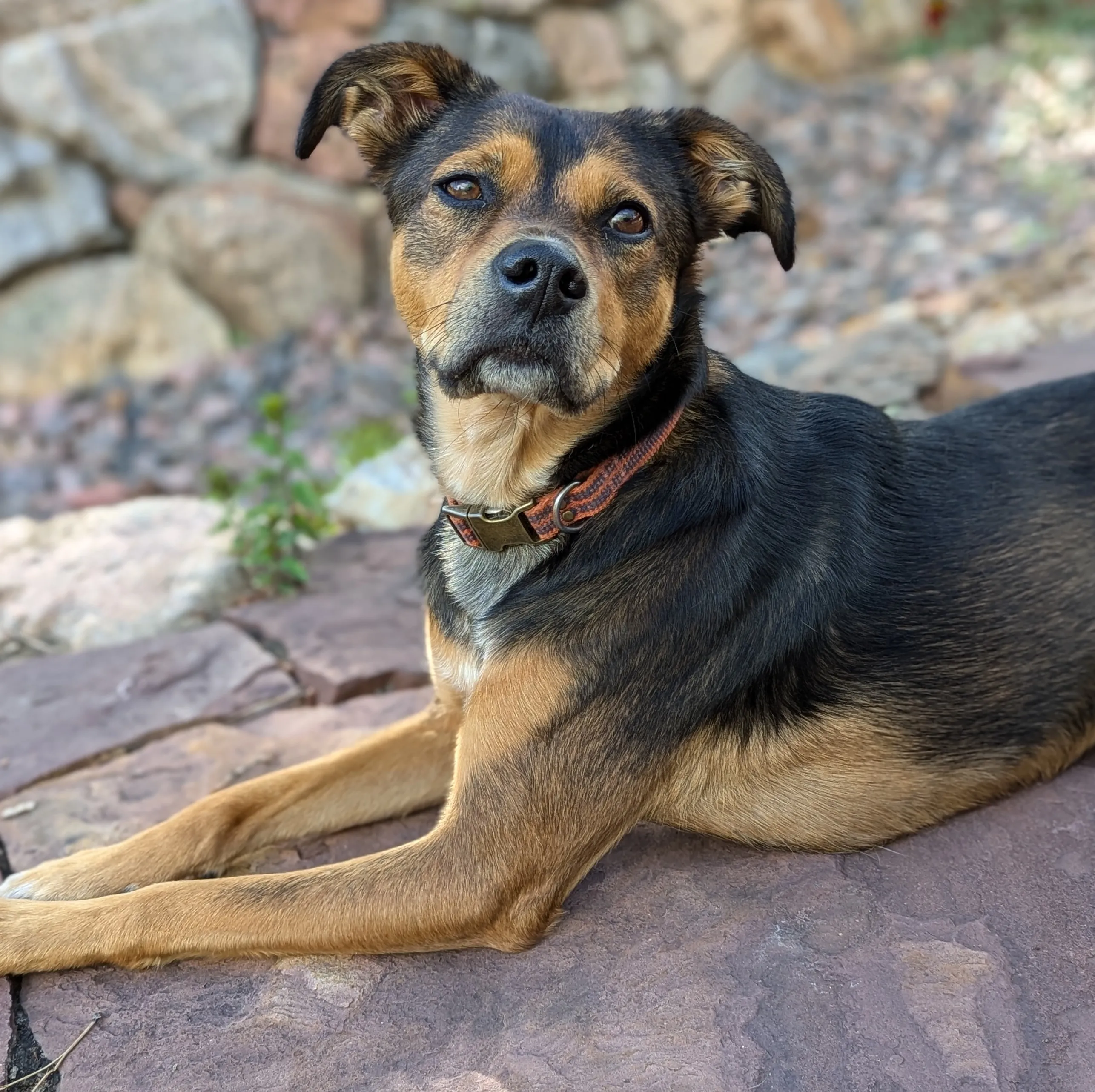 small rescue mix laying down in the sunny backyard at barking bear