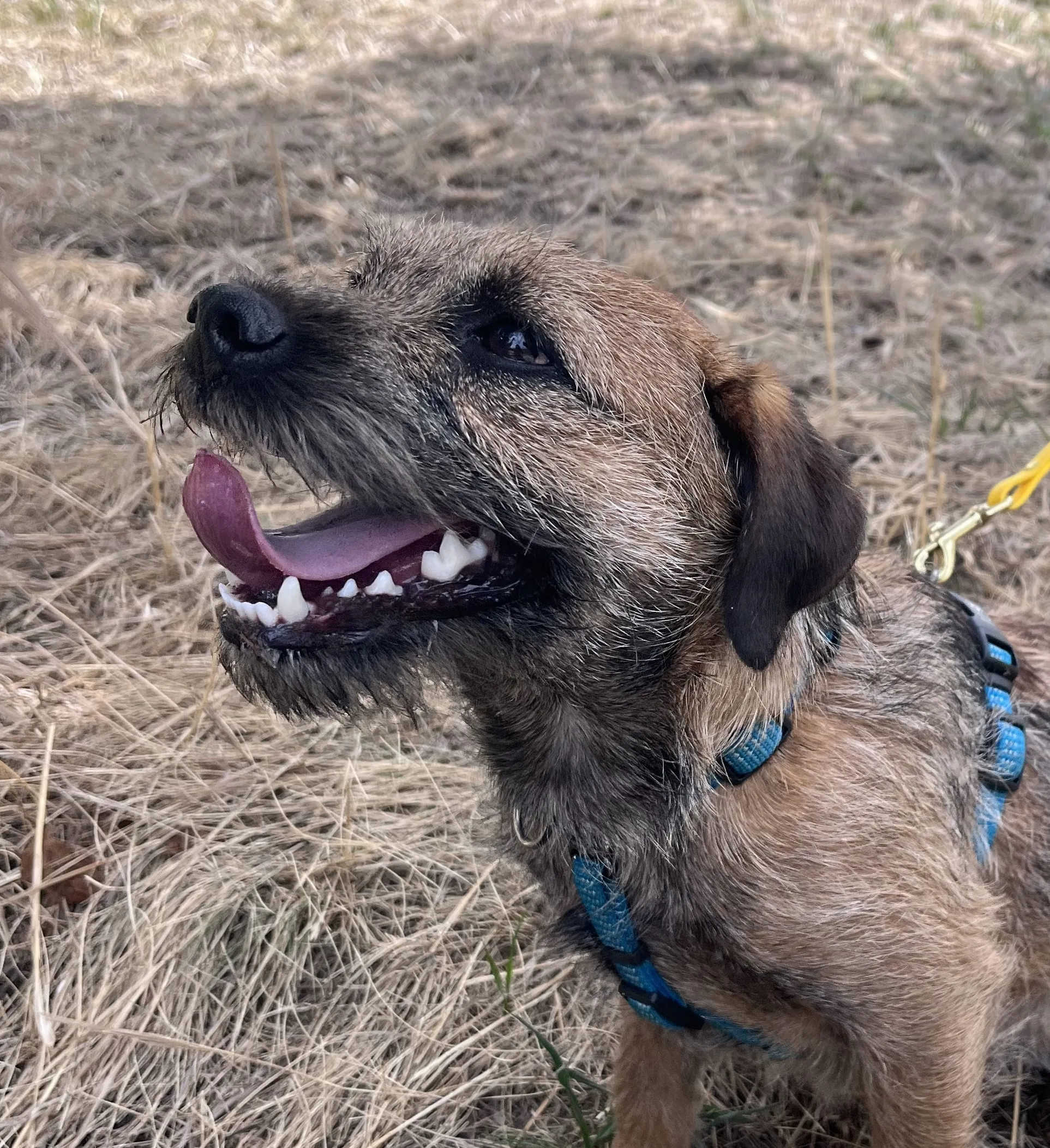 scruffy terrier mix dog named otto smiling with tongue out