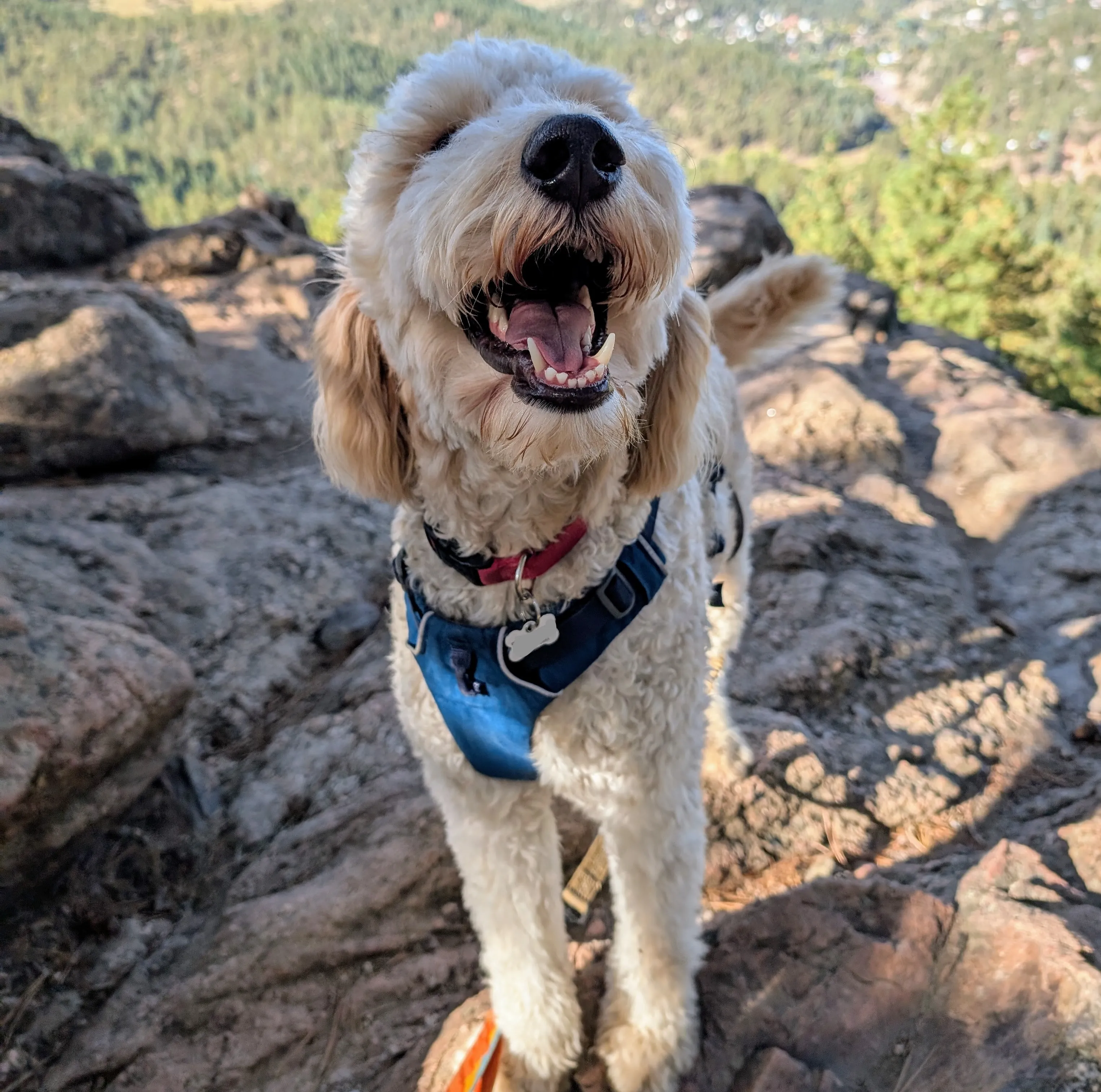 happy goldendoodle on a hike with barking bear