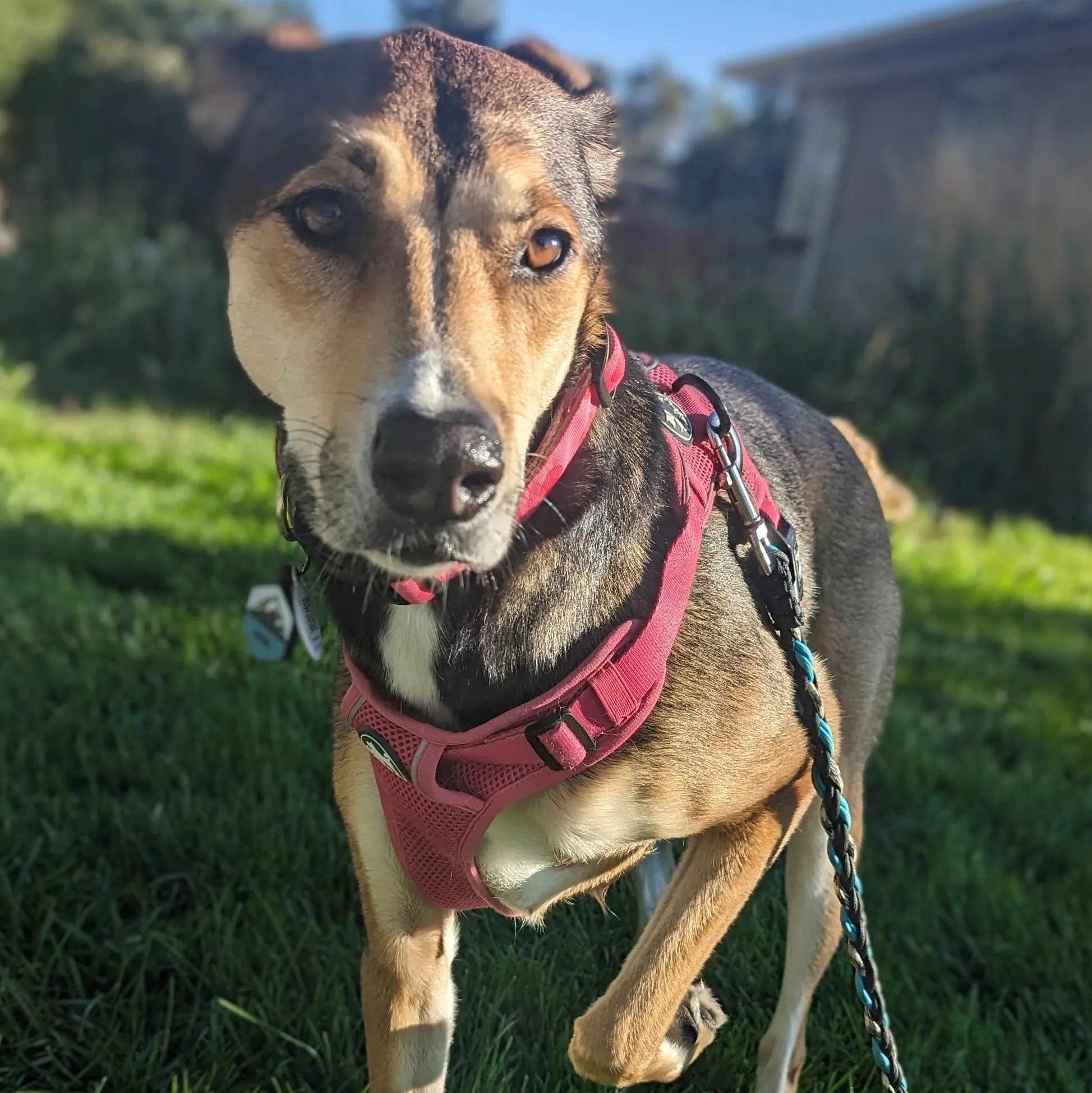 nervous rescue dog with paw lifted