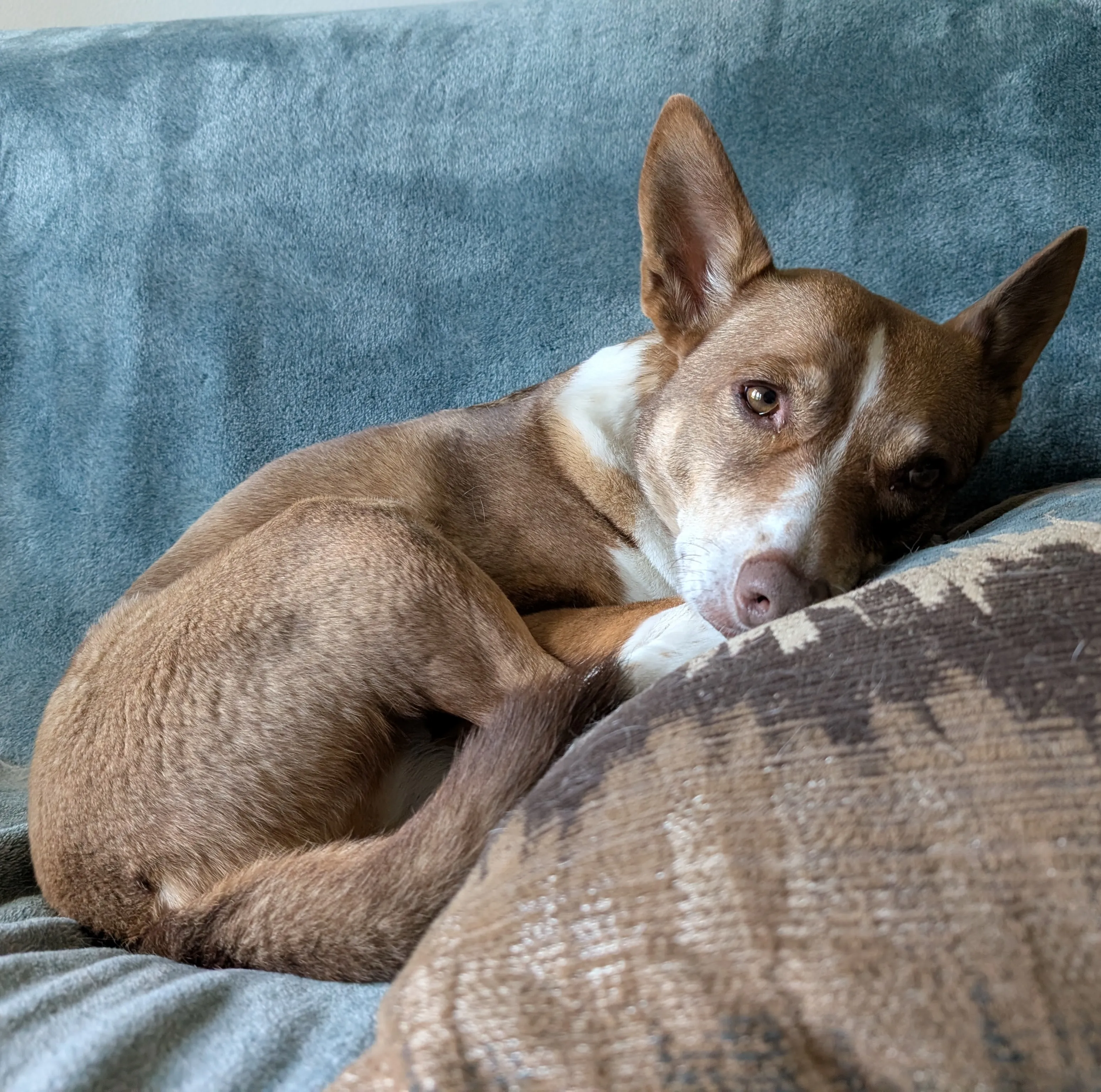 reddish brown and white dog named wati resting on a couch