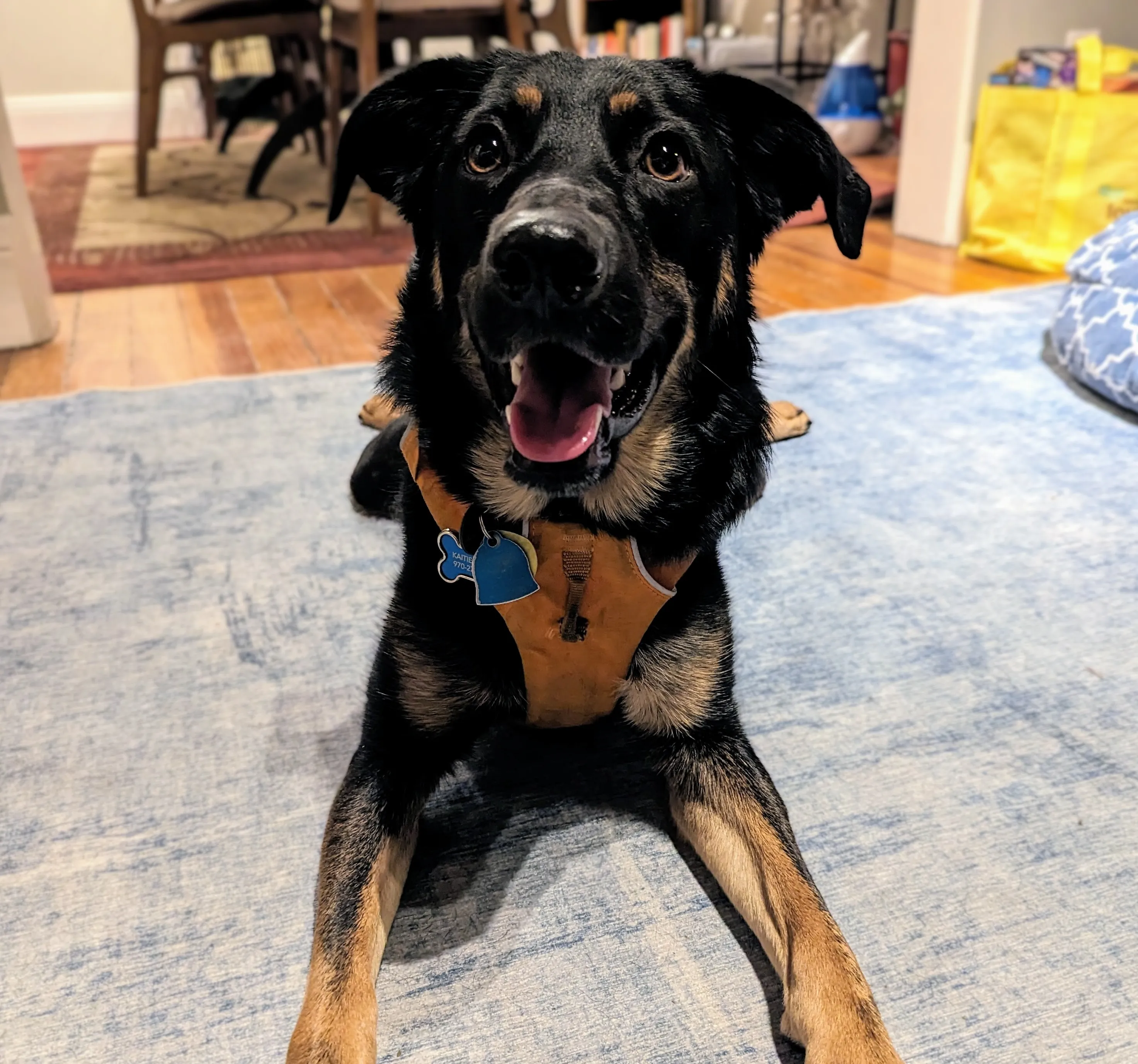 happy german shepherd mix in a down position